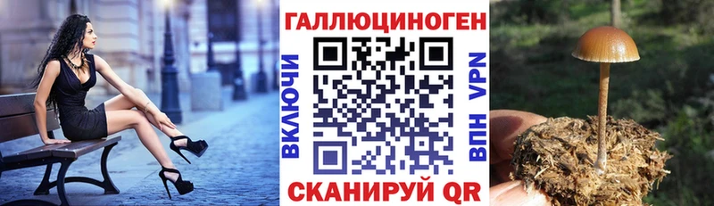 kraken   хочу наркоту  Морозовск  Галлюциногенные грибы Cubensis 